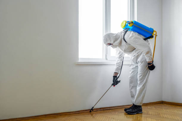 Best Termite Control Services  in Jackson, MN